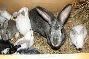 Геморрагическая болезнь кроликов
