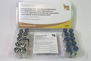 Вакцина Вангард плюс - надійний захист для вашої собаки від серйозних інфекцій