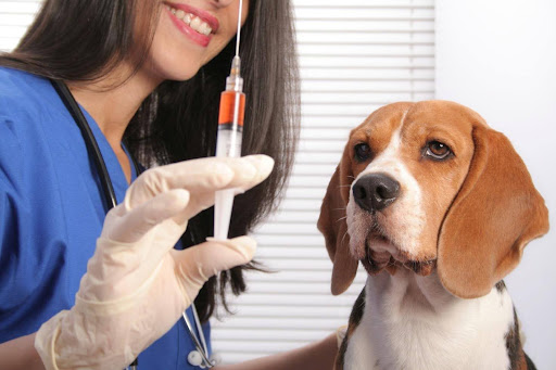 ветеринарні вакцини